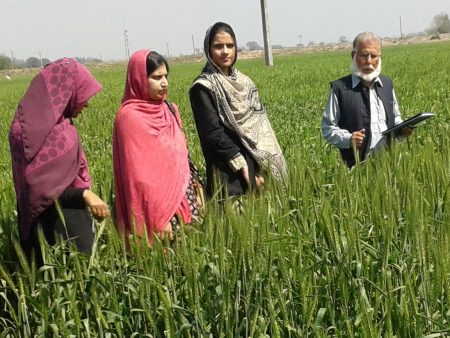 Balagamwala, M.; Gazdar, H.; Mallah, H.B. Women’s Agricultural Work and Nutrition in Pakistan: Findings from Qualitative Research. (2015). LANSA Working Paper No 2, 39pp.